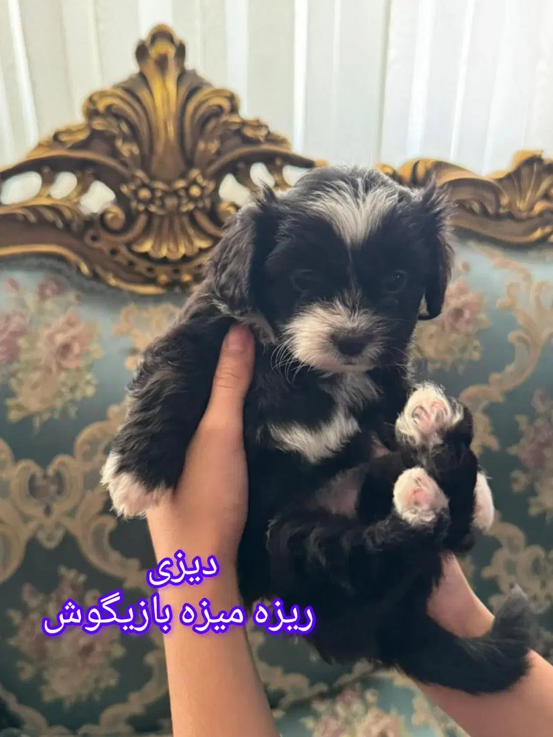 واگذاری توله سگ|سگ|بندرعباس, |دیوار