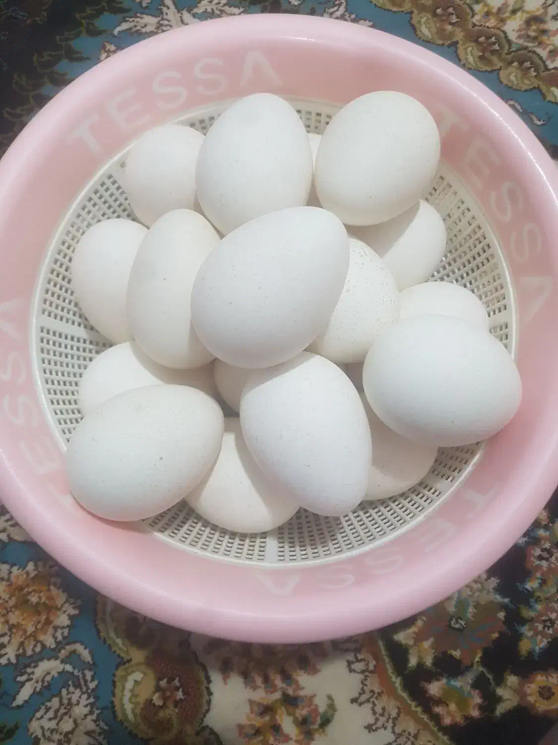 تخم بوقلمون|حیوانات مزرعه|زهک, |دیوار