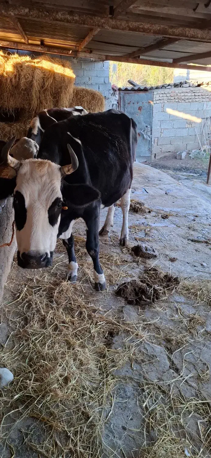 گاوشیری|حیوانات مزرعه|فرح آباد, |دیوار