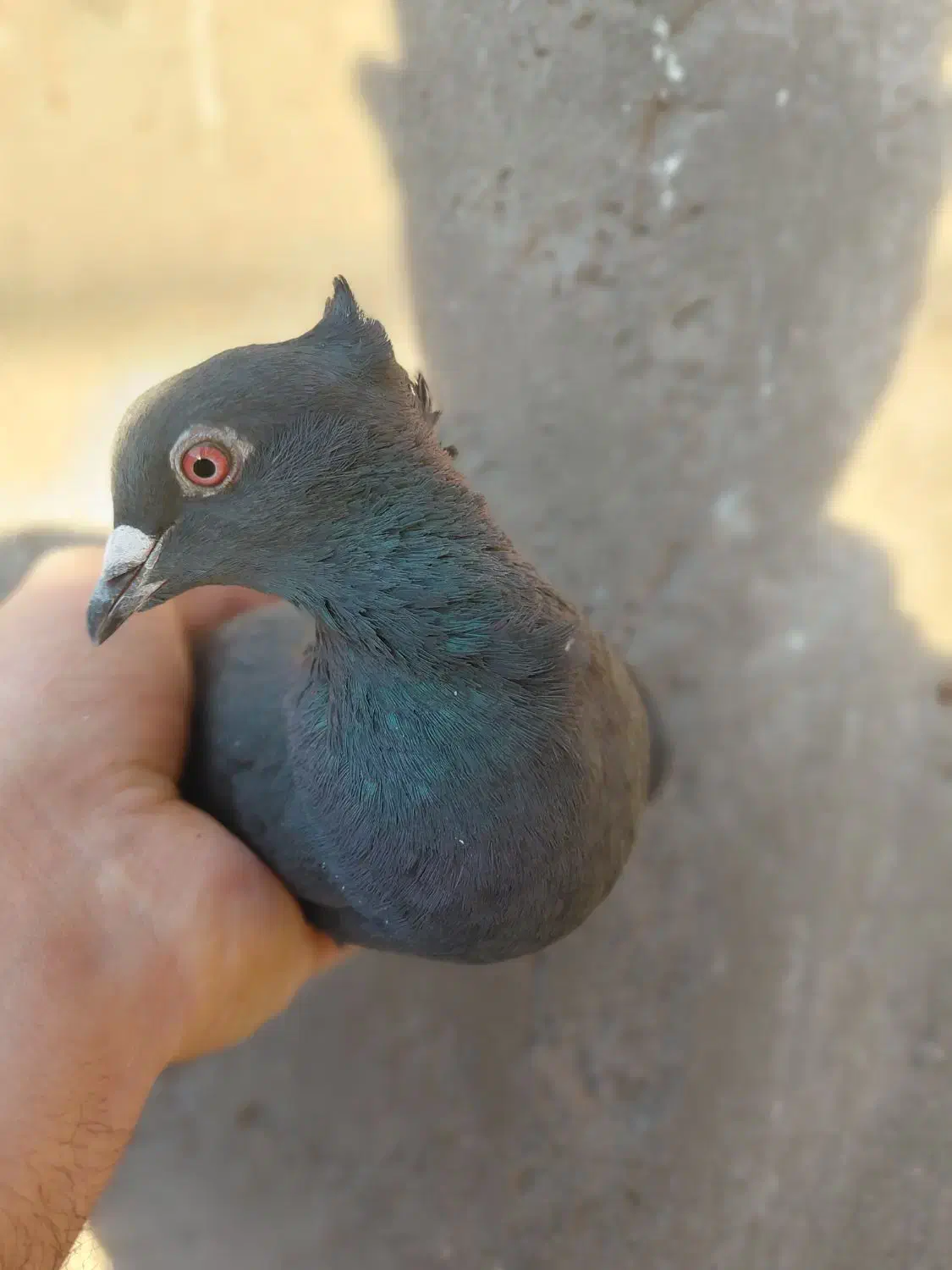 ارزان کفتر|حراج|رفسنجان, |دیوار