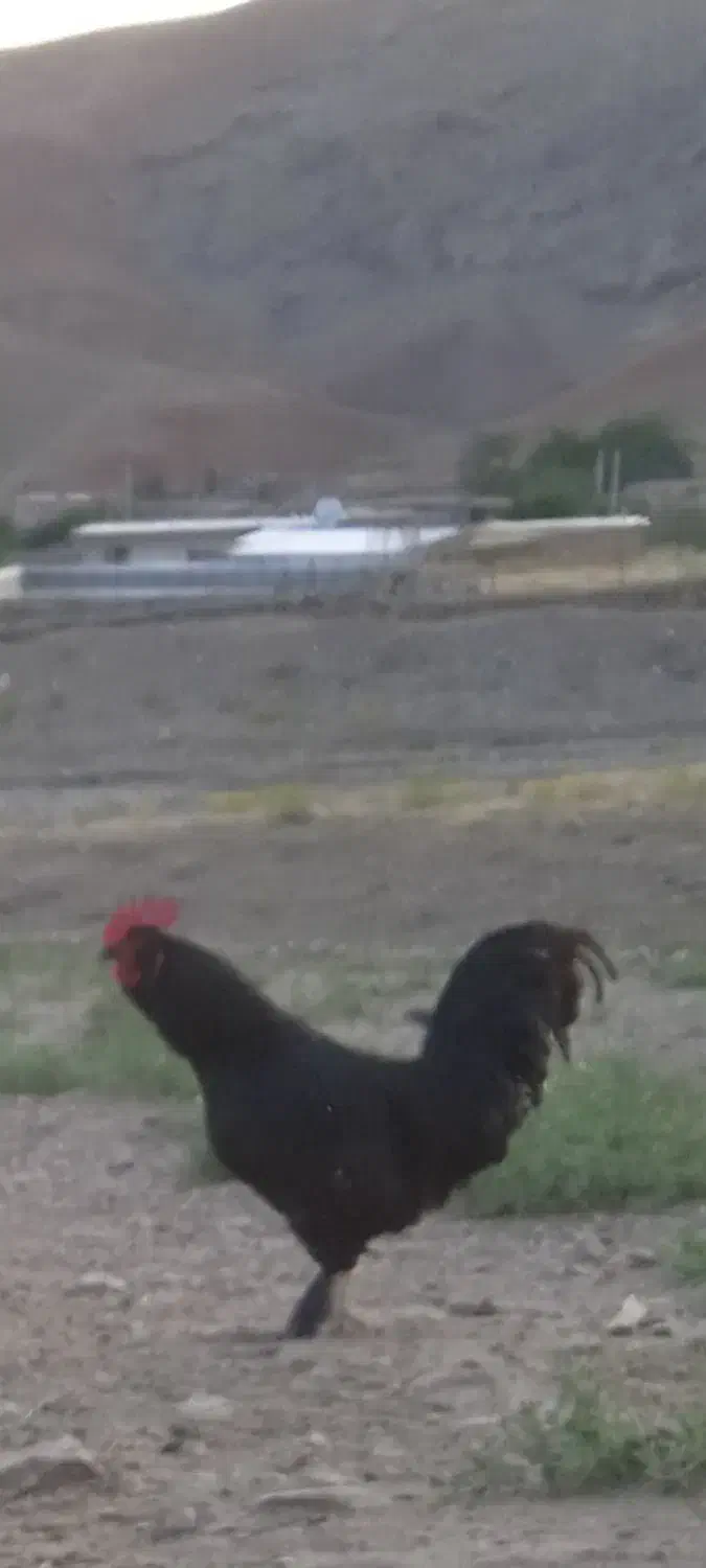 سلام خروس یلدا|حیوانات مزرعه|بازرگان, |دیوار