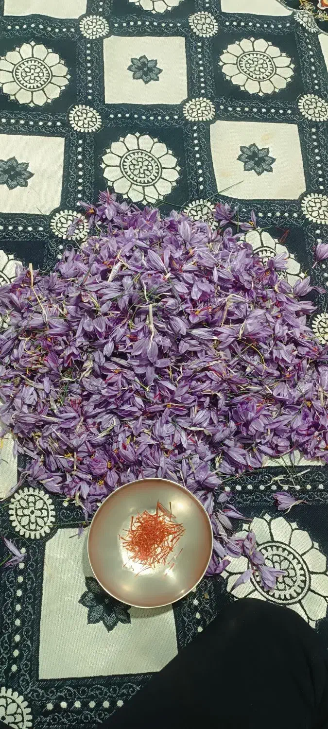 فروشه زعفران تازه واسه امسال|عمدهفروشی|خرمدره, |دیوار