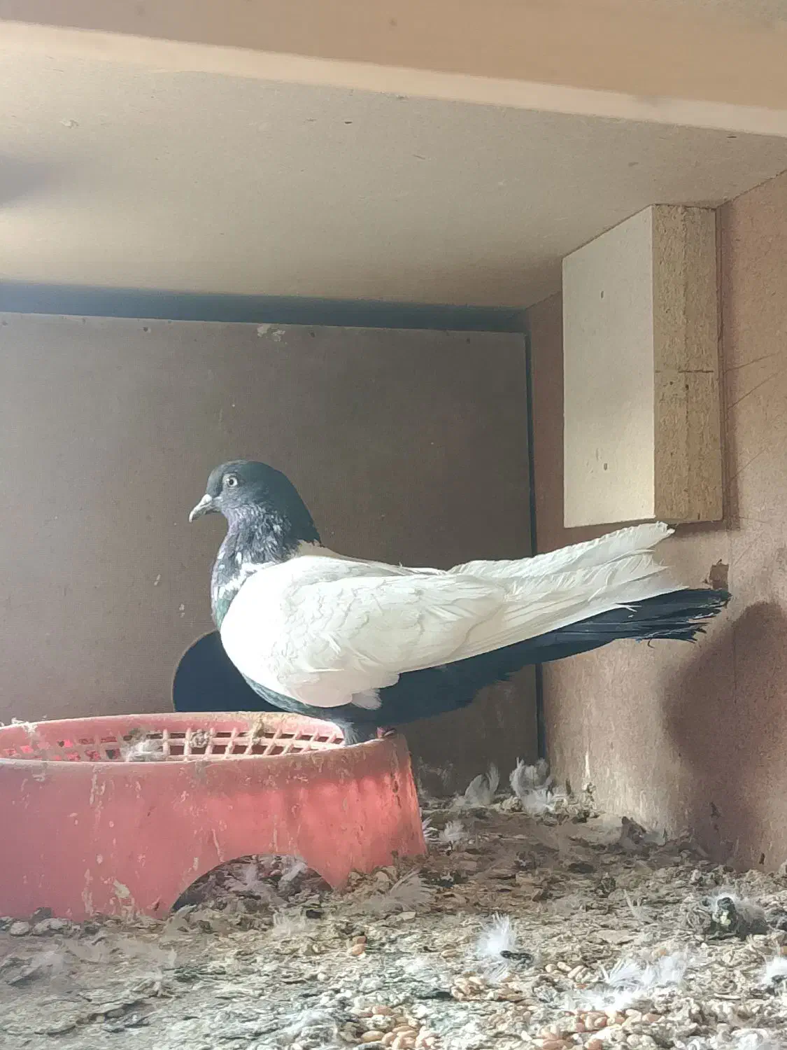 مادع‌سینه‌سیا‌|پرنده|هامون, |دیوار