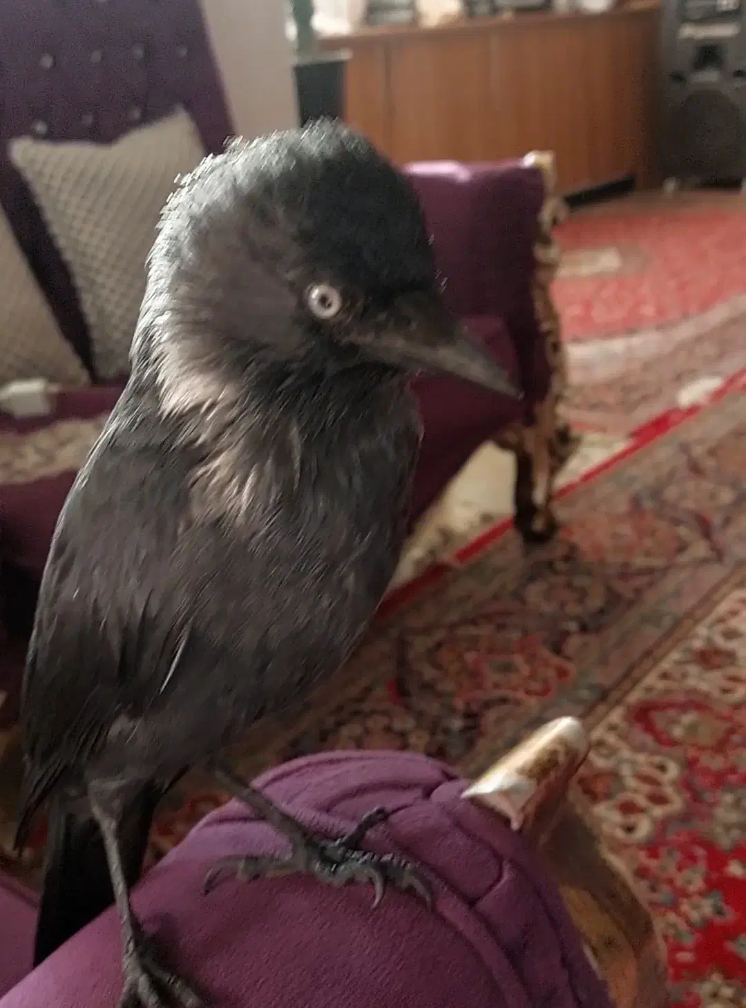 کلاغ گم شده|حیوانات|ابریشم, |دیوار