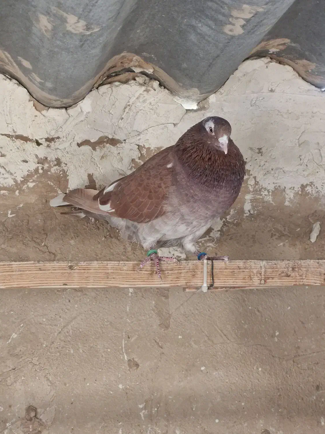 کفتر پرشی انگلیسی|پرنده|ری, فیروزآباد|دیوار