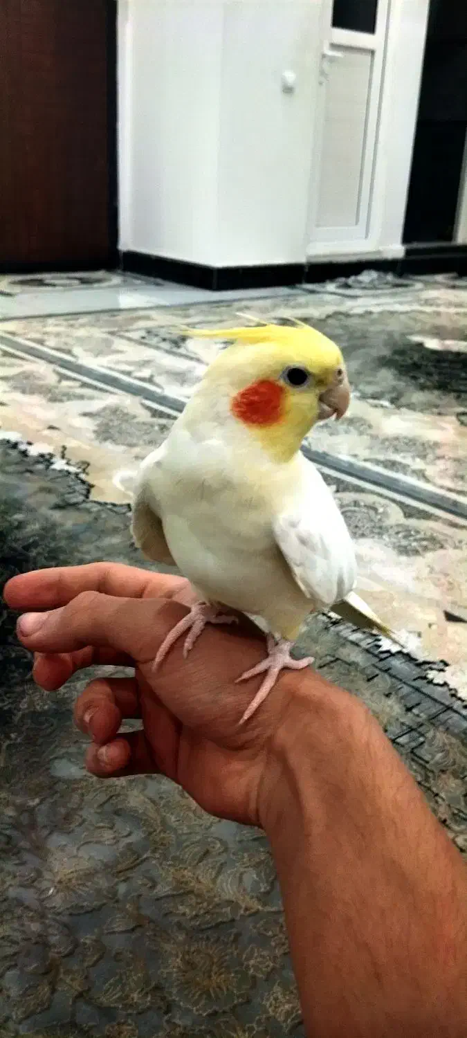 جفت طوطی عروس هلندی لوتینو|پرنده|دزفول, |دیوار