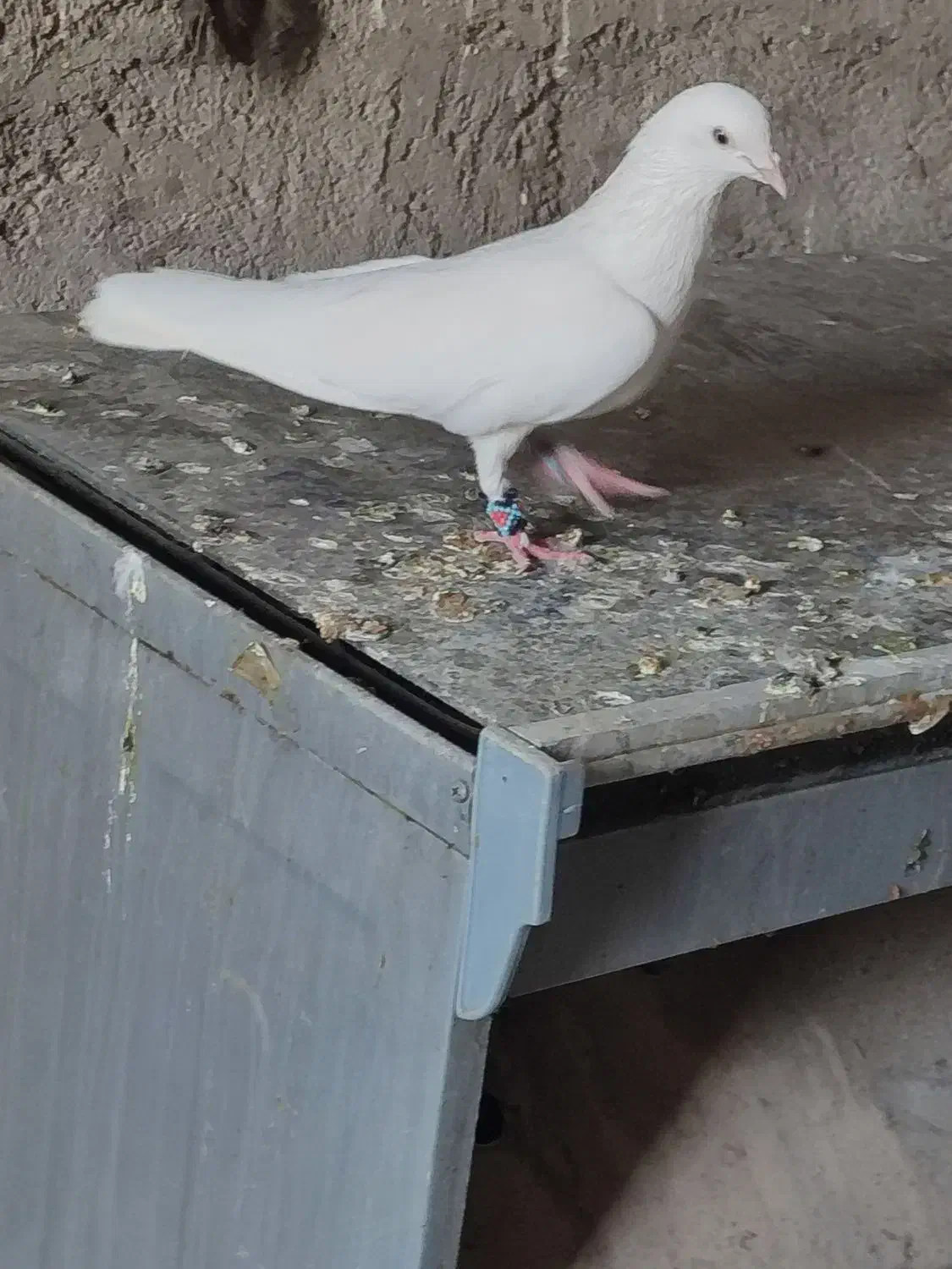 جفت سفید|پرنده|ایرانشهر, |دیوار