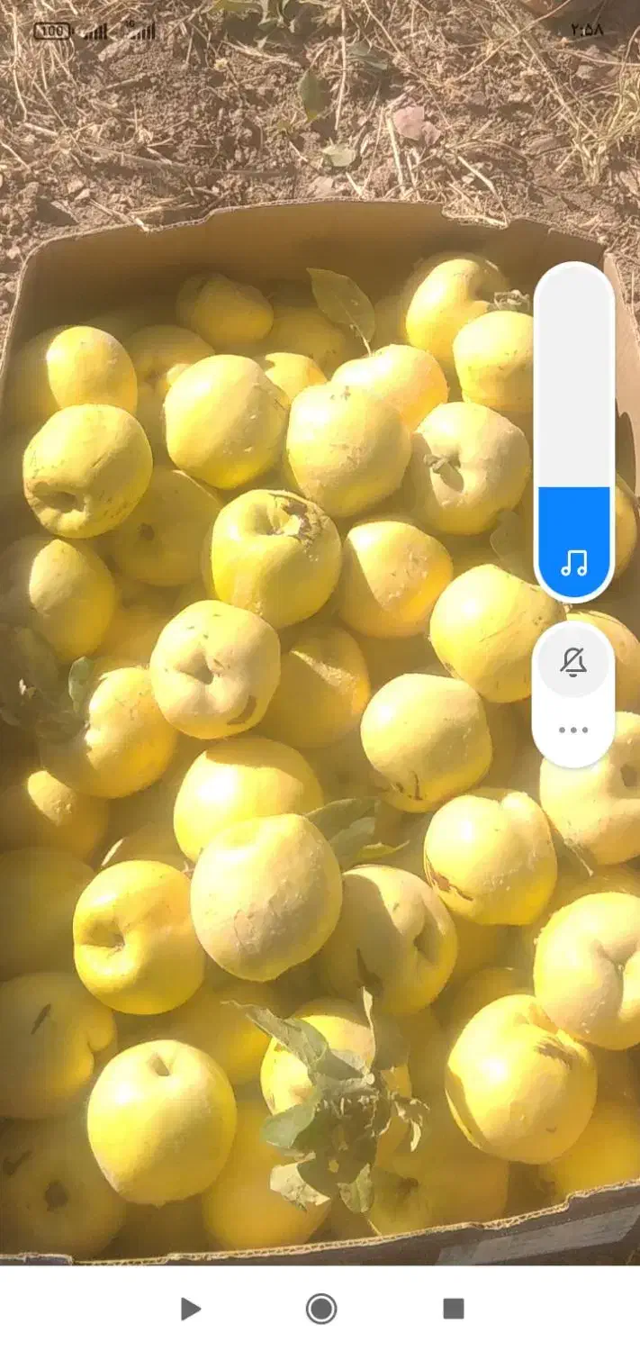 سرکارگر امور کشاورزی انبار سرد خانه آقای سنجابی|خدمات باغبانی و درختکاری|کرمانشاه, |دیوار