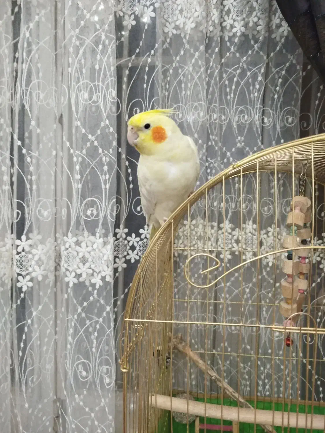 عروس هلندی ماده و سر حال|پرنده|زنجان, |دیوار