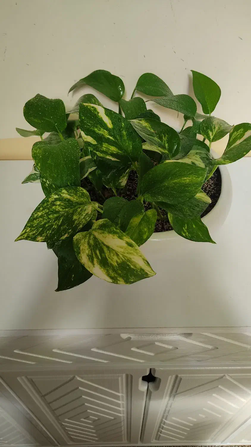 گل طبیعی وسرحال|گل و گیاه طبیعی|روانسر, |دیوار