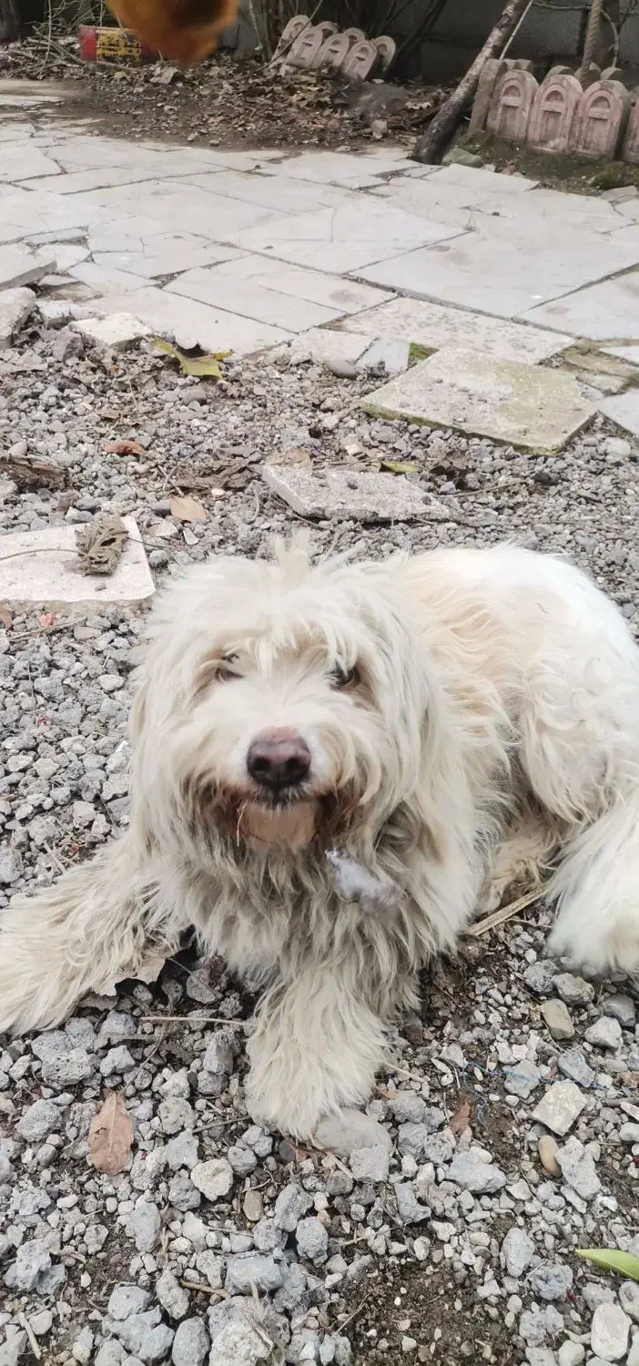 سگ اشپیدز|سگ|رشت, لاکان|دیوار