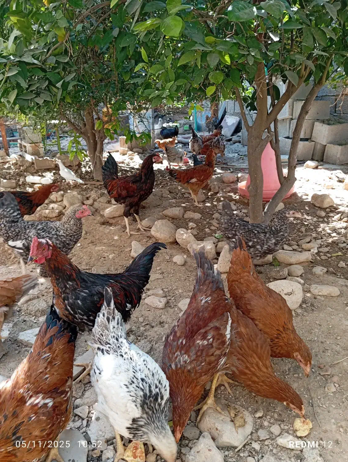 تعداد مرغ محلی فروشی|حیوانات مزرعه|کنار تخته و کمار, |دیوار