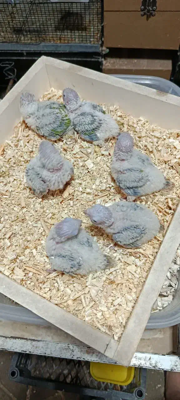 فروش جوجه گرینچیک سرلاکی|پرنده|بردسکن, |دیوار