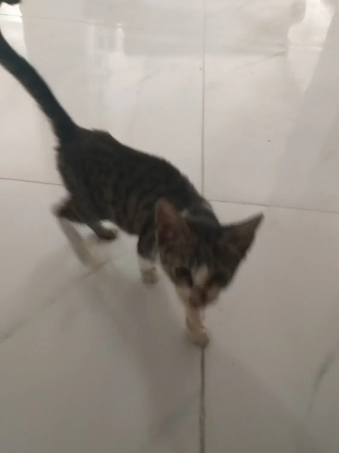 گربه دوماهه نر|گربه|گنبد کاووس, |دیوار