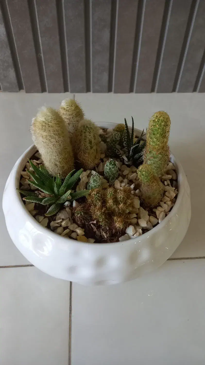 گل طبیعی،دیش گاردن کاکتوس|گل و گیاه طبیعی|مبارکه, |دیوار