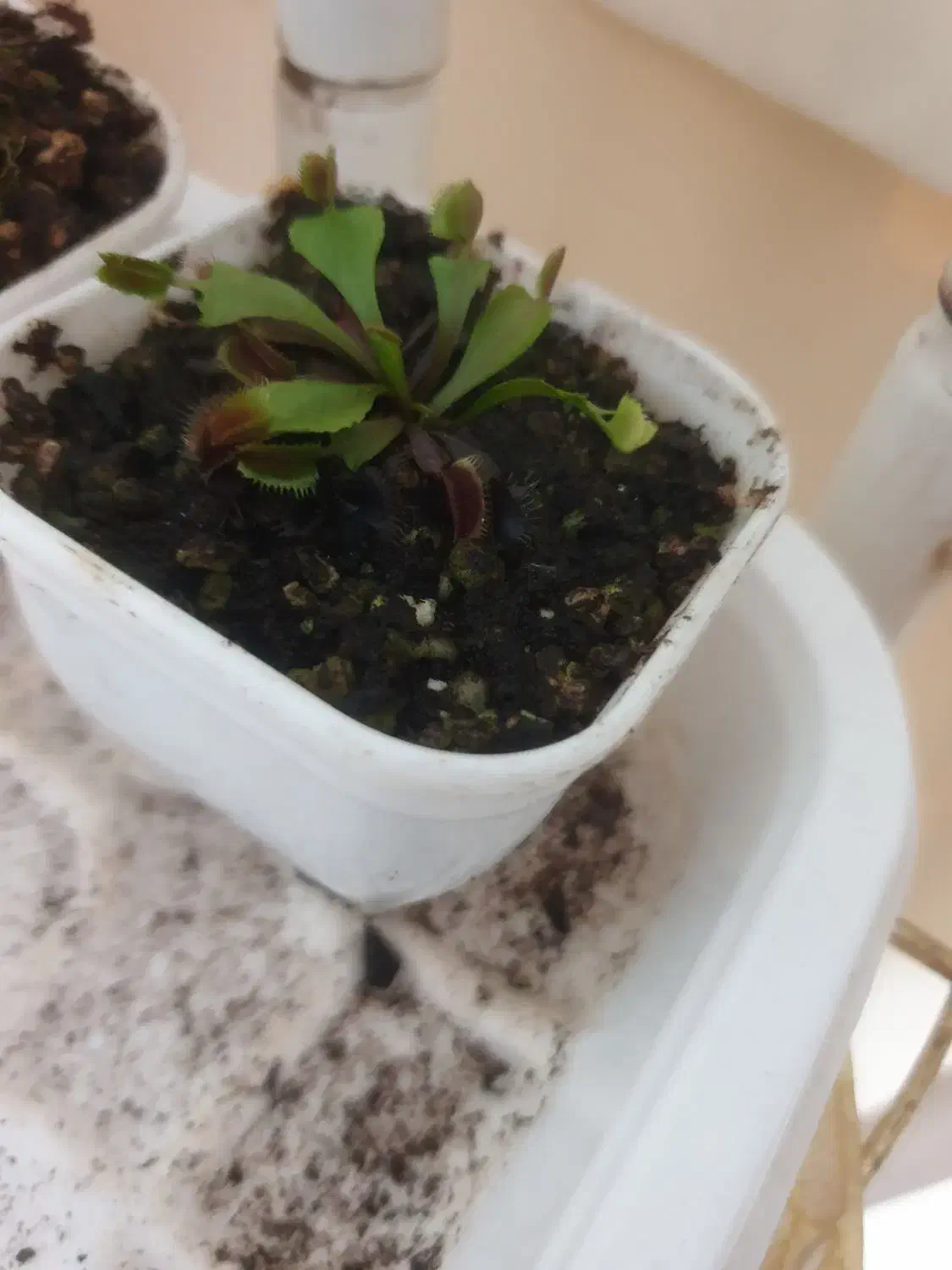 گیاه گوشتخوار|گل و گیاه طبیعی|یزد, |دیوار