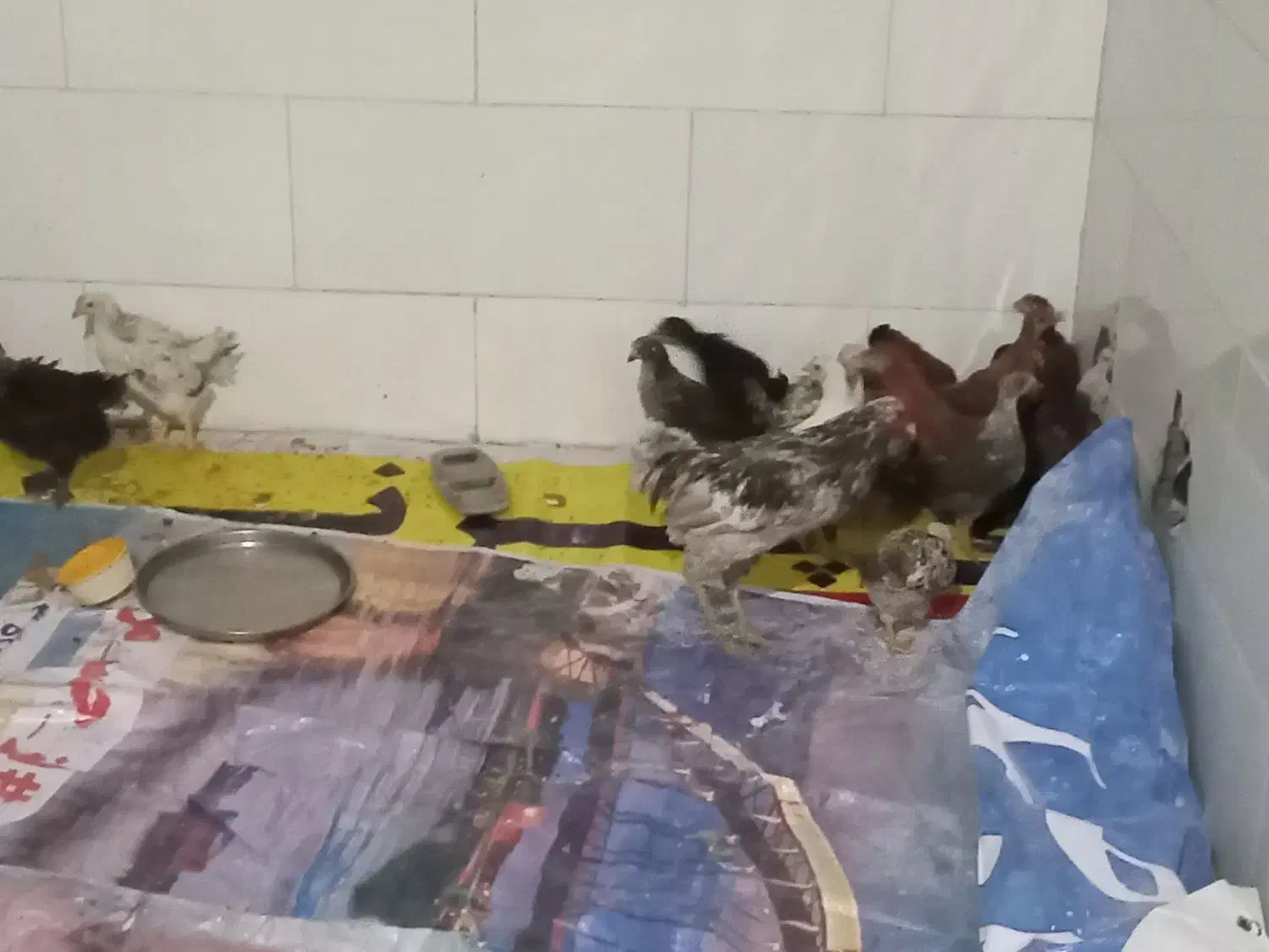 مرغ و خروس سالم و سرحال واکسن زده|حیوانات مزرعه|اهواز, کوی مندلی(سه راه خرمشهر)|دیوار