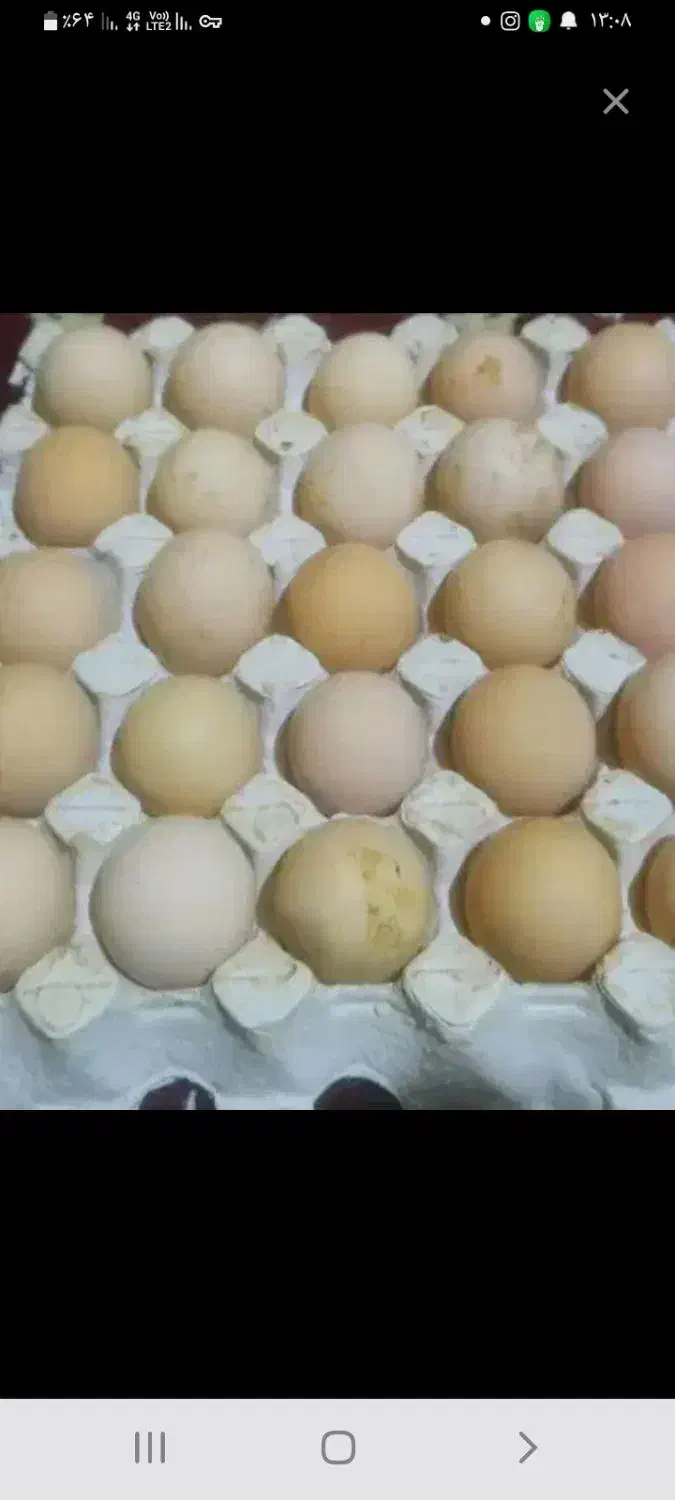 تخم مرغ محلی|خوردنی و آشامیدنی|سنگر, |دیوار