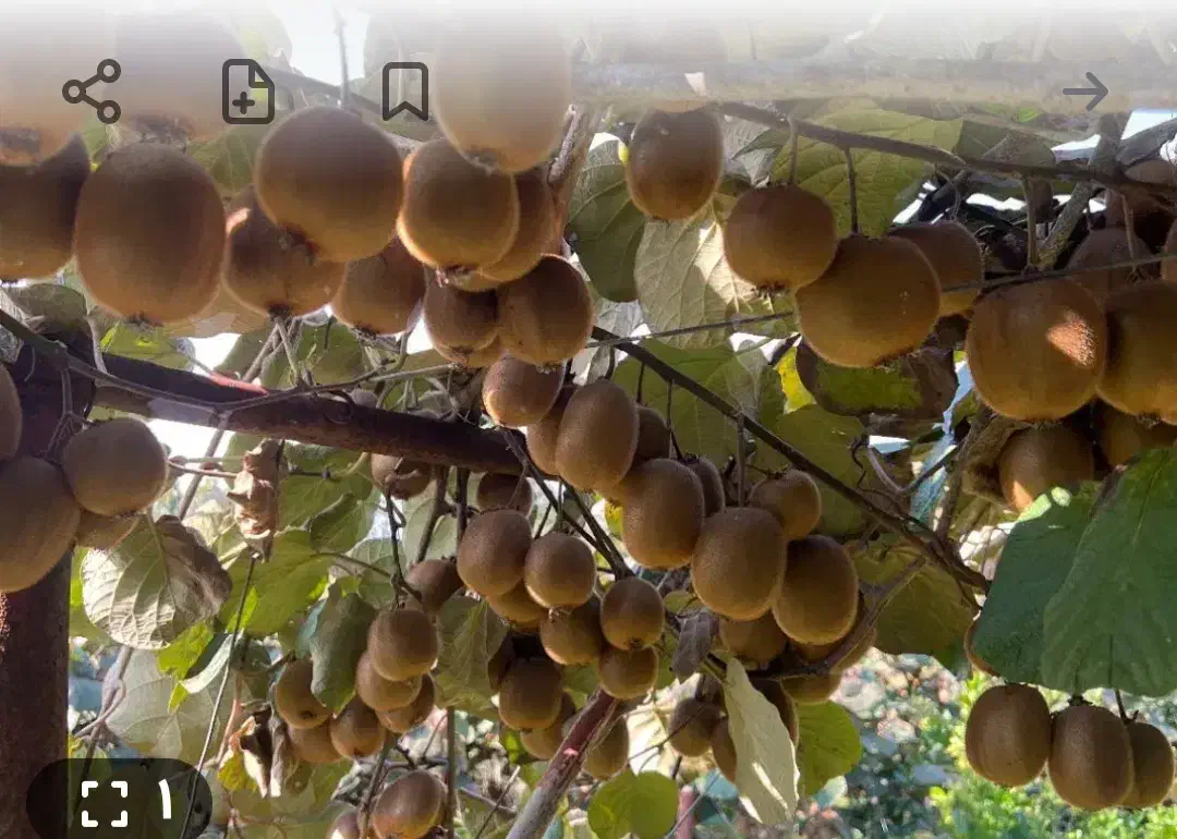 فروش کیوی در سردخانه|خدمات باغبانی و درختکاری|پل سفید, |دیوار