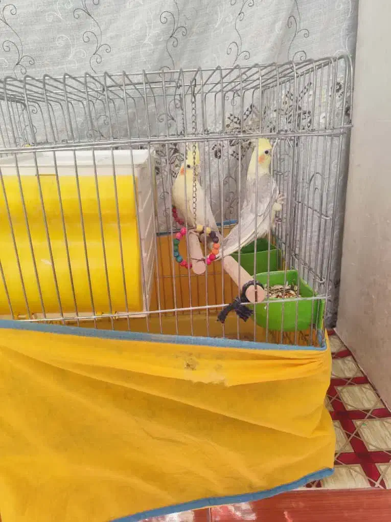 فروش یک جفت عروس هلندی|پرنده|کوار, |دیوار