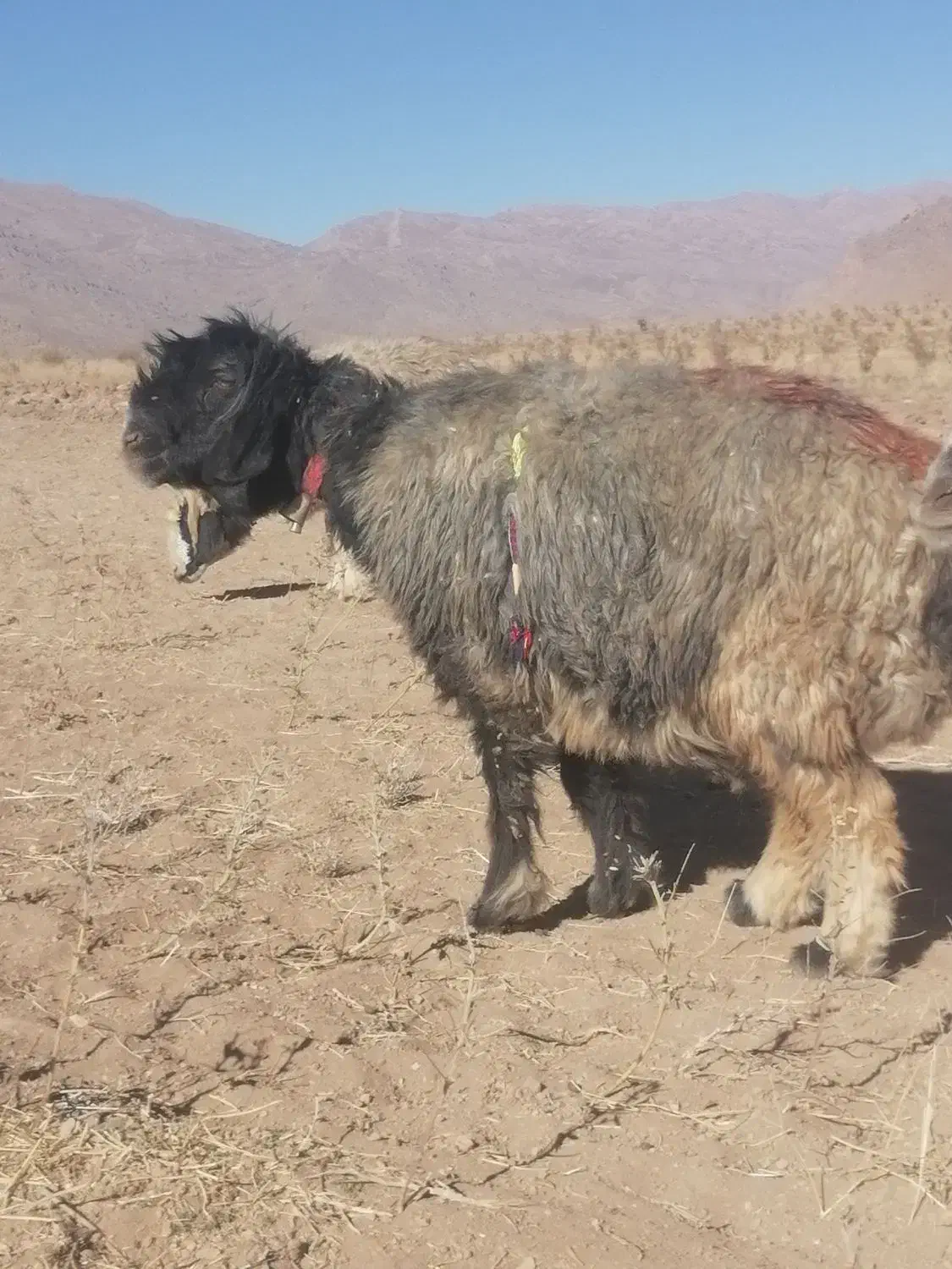 گله میش یکدست اصل جنس همه یک نشون یک ذات|حیوانات مزرعه|لاران, |دیوار