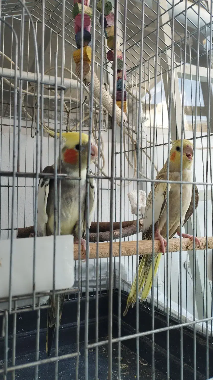 عروس هلندی|پرنده|گلستان (تهران), |دیوار