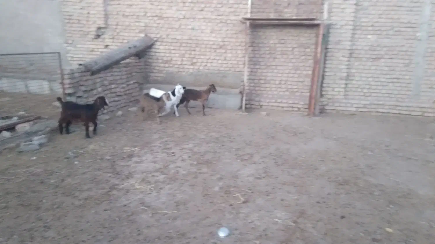 بزغاله ۴راس|حیوانات مزرعه|سبزوار, قصبه شرقی|دیوار