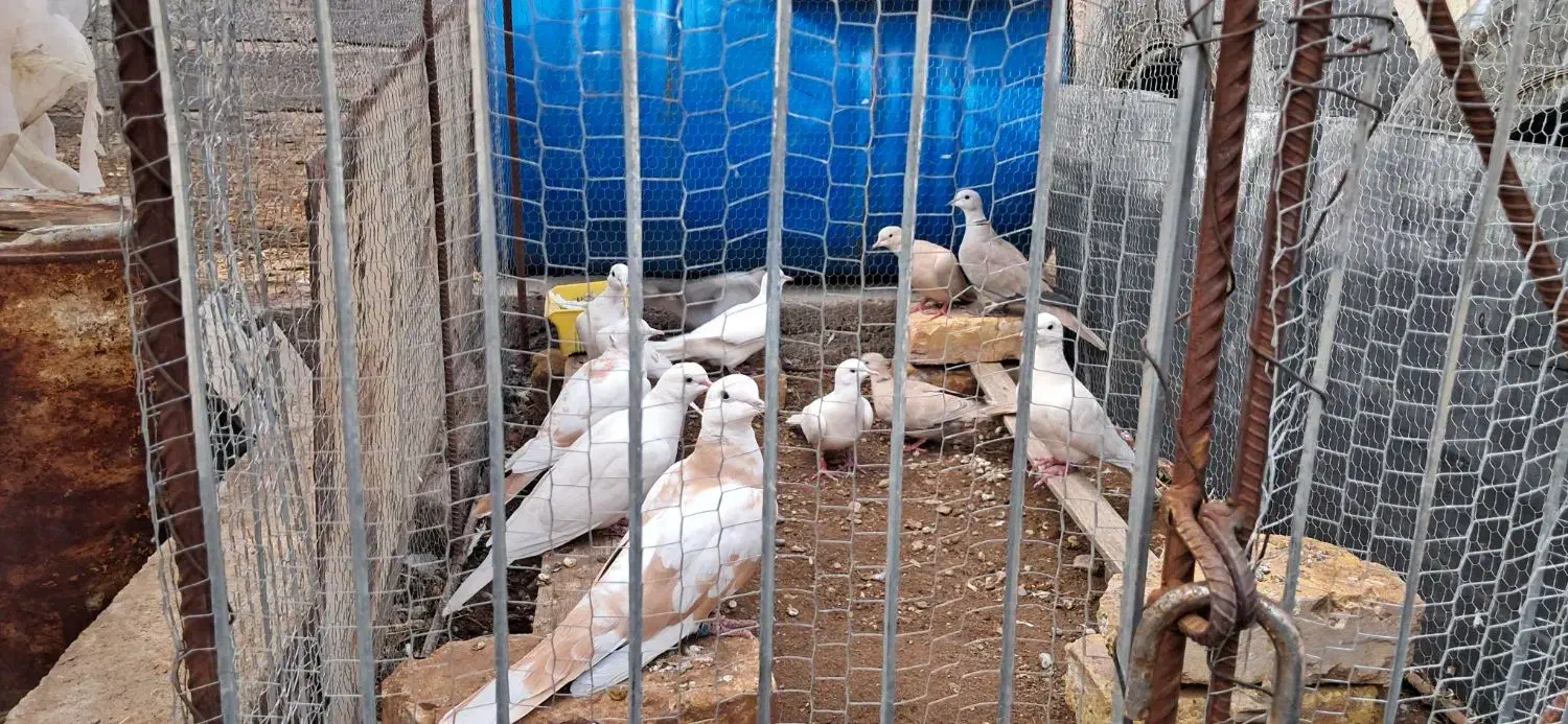 پرنده ای رام|پرنده|زید آباد, |دیوار