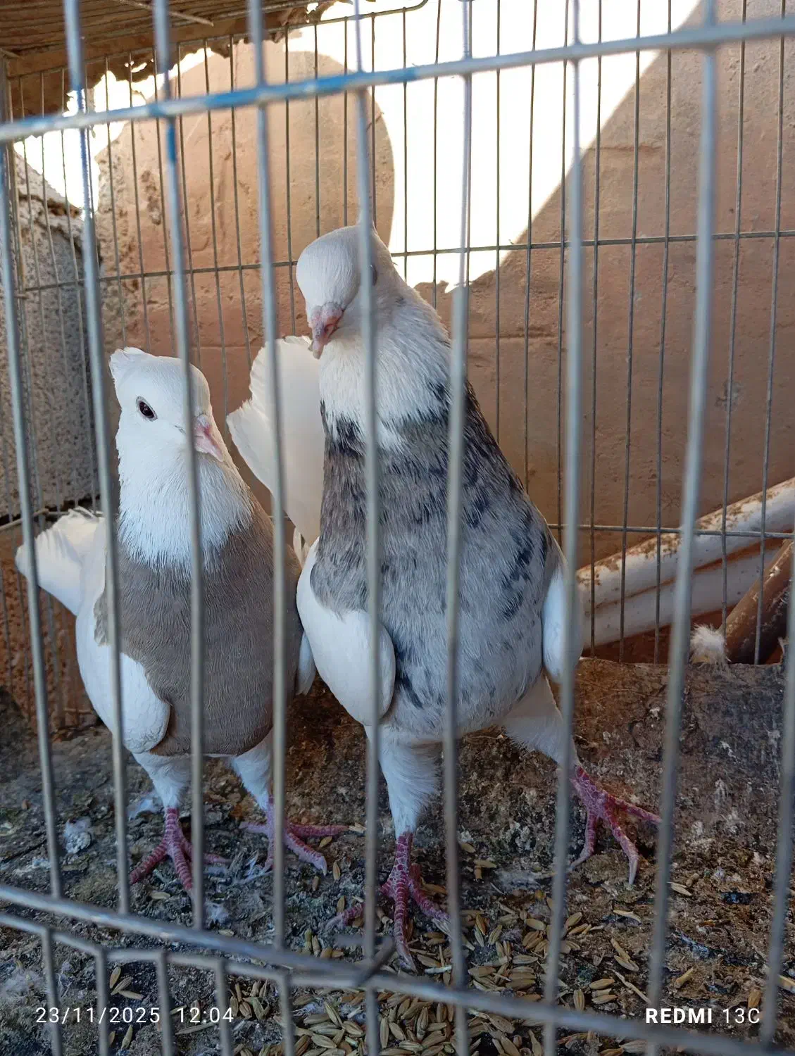 اندکا سیتی|پرنده|اندیکا, |دیوار