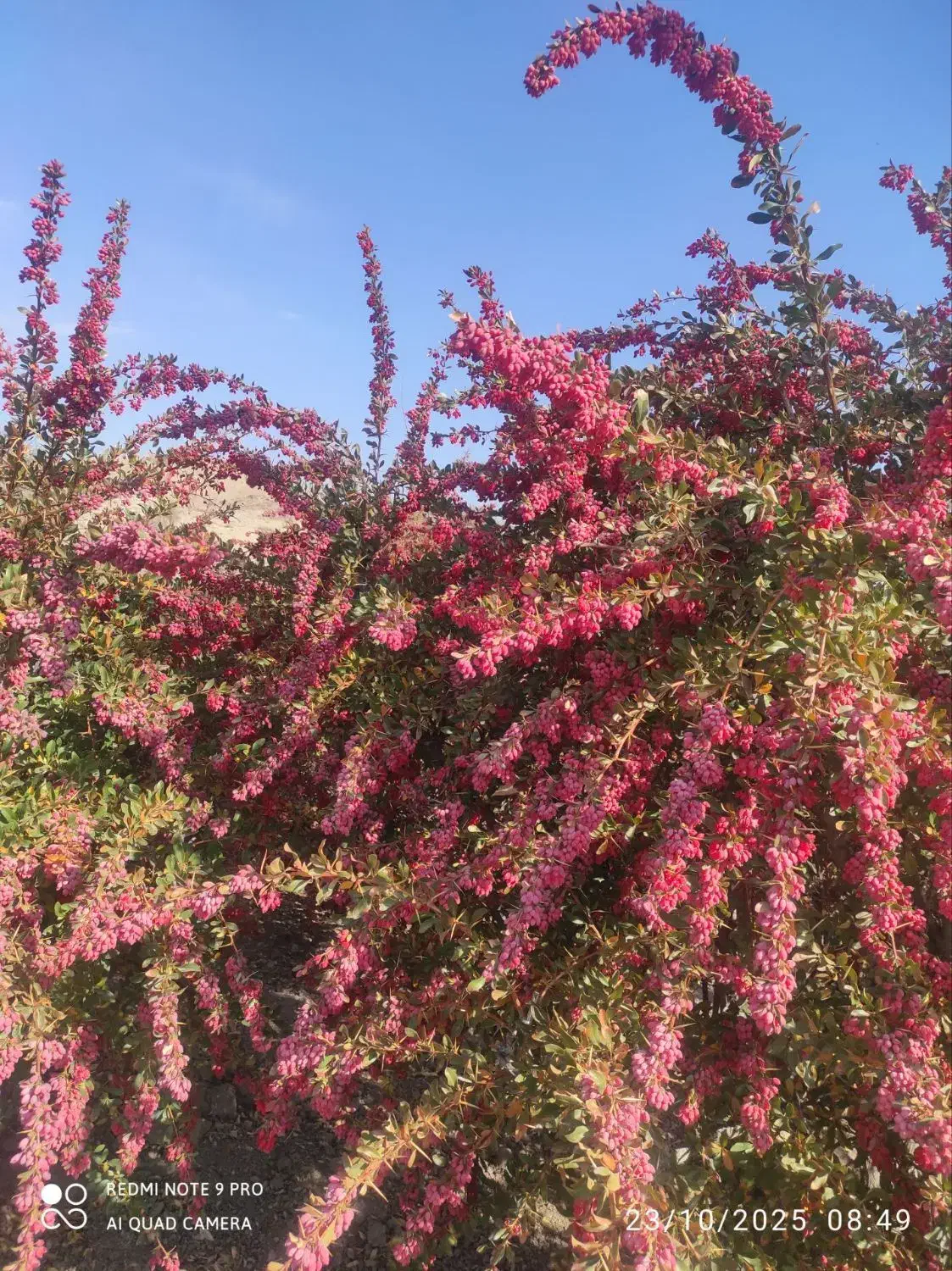 مرکز فروش نهال زرشک پفکی وعناب|خدمات باغبانی و درختکاری|سده (خراسان جنوبی), |دیوار