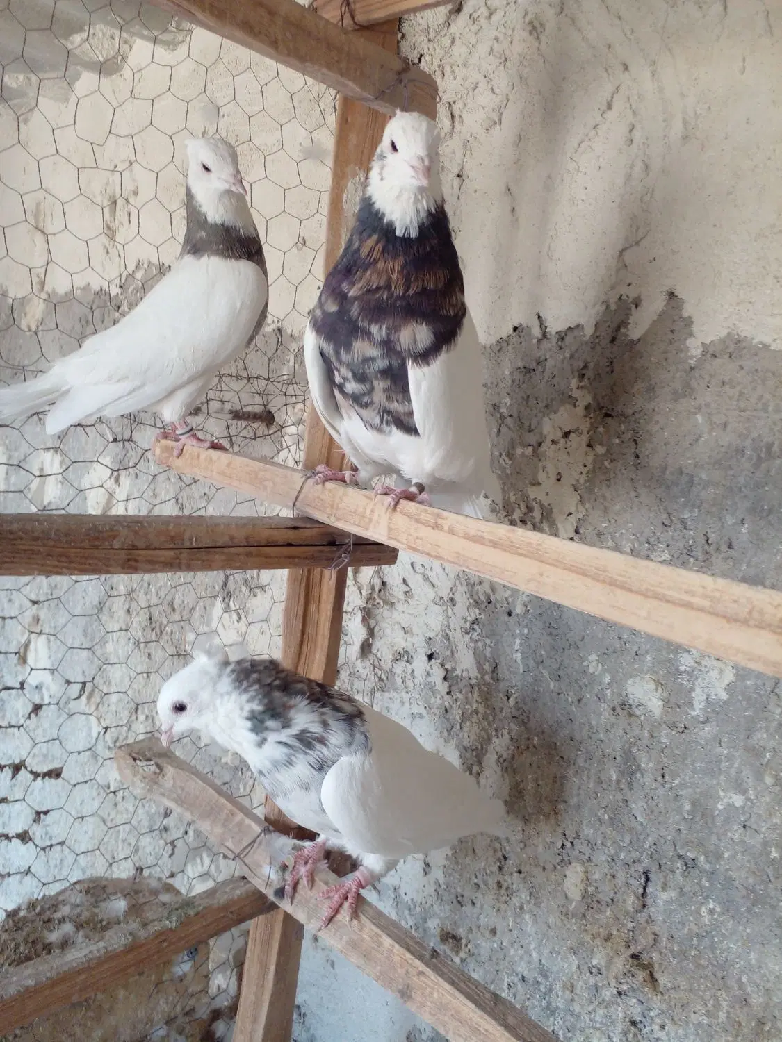 طوقی|پرنده|آران و بیدگل, |دیوار