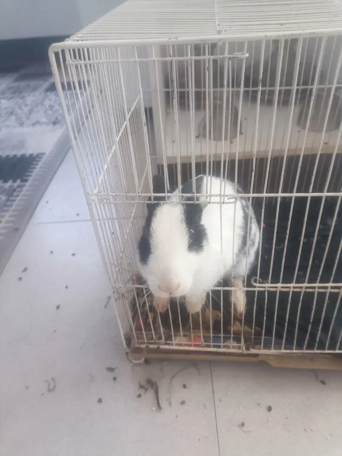 خرگوش|موش و خرگوش|تربت جام, شهید غلام زاده|دیوار