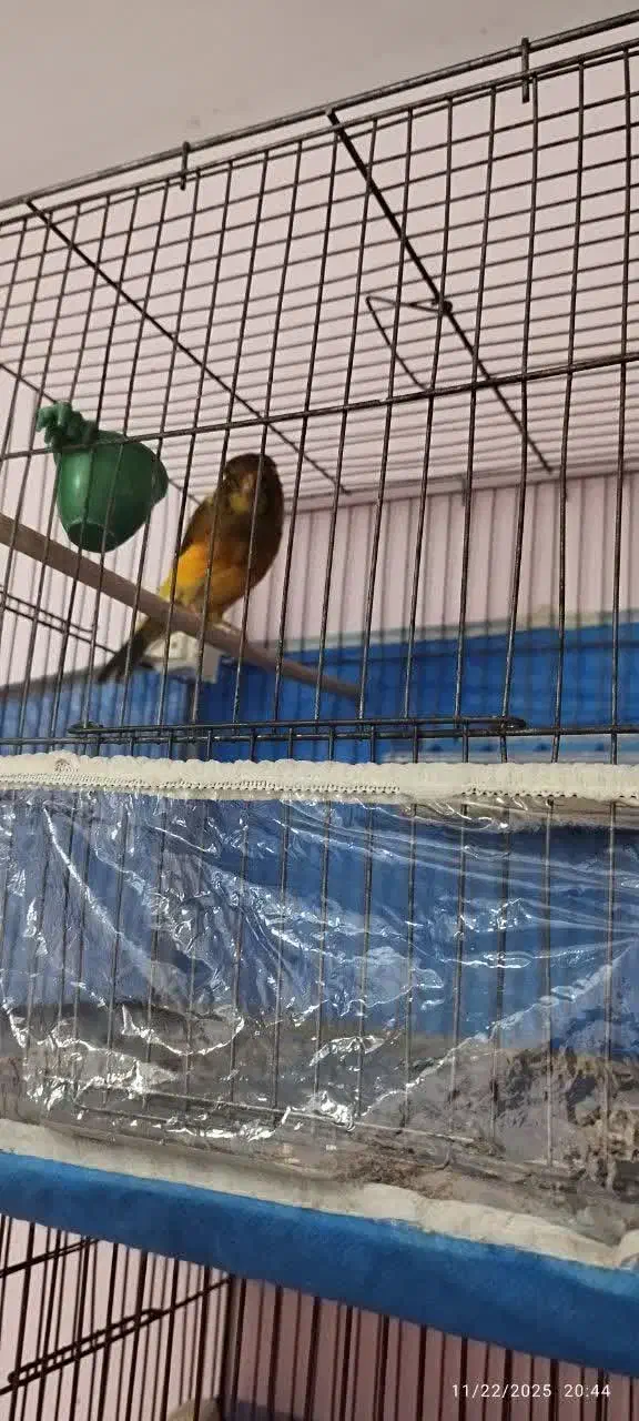 قناری سوپری بلند|پرنده|رباطکریم, رباطکریم|دیوار