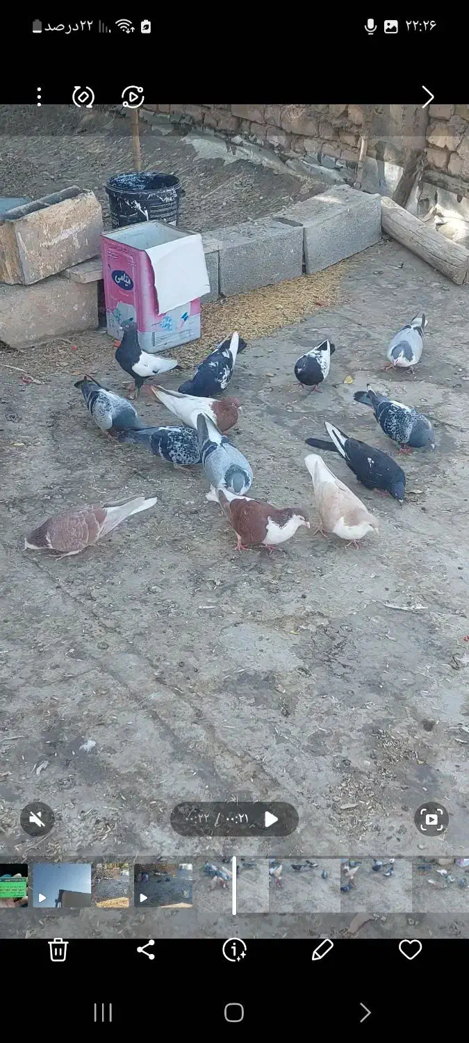 خوشرنگ سینهای پلاکی|پرنده|مبارکه, |دیوار