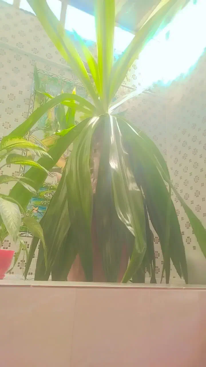 فروش گل|گل و گیاه طبیعی|شیراز, جوادیه|دیوار