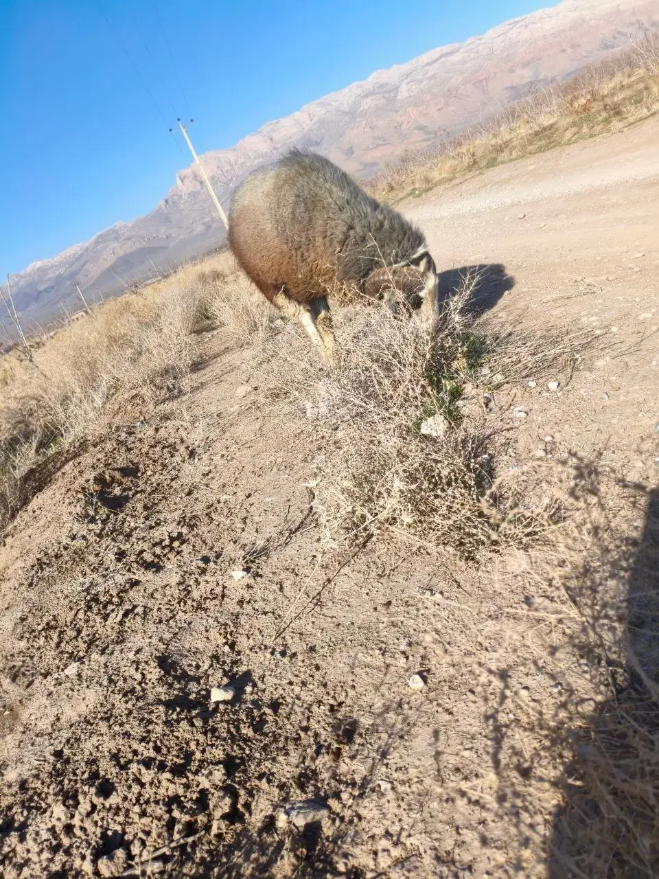 قوچ|حیوانات مزرعه|نی‌ریز, |دیوار