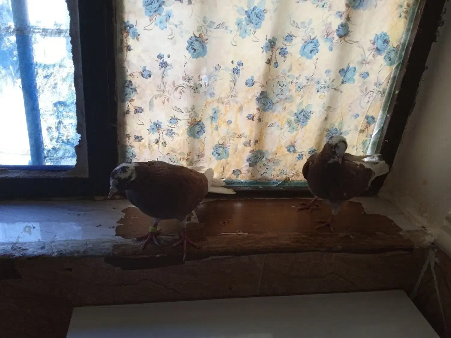 کبوتر|پرنده|زابل, |دیوار