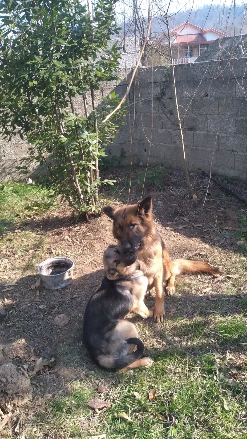 سگ ژرمن ماده|سگ|ماکلوان, |دیوار