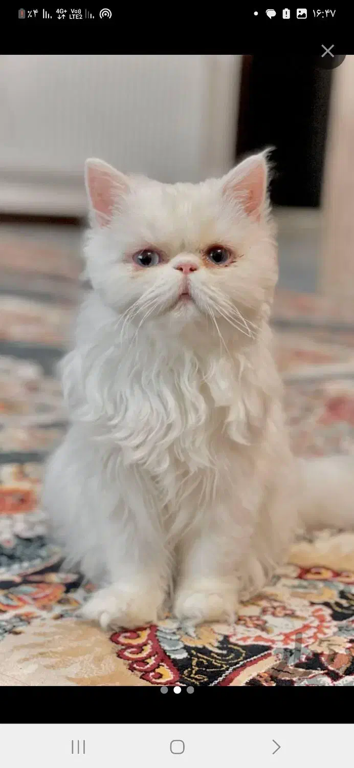 گربه|گربه|قائن, |دیوار