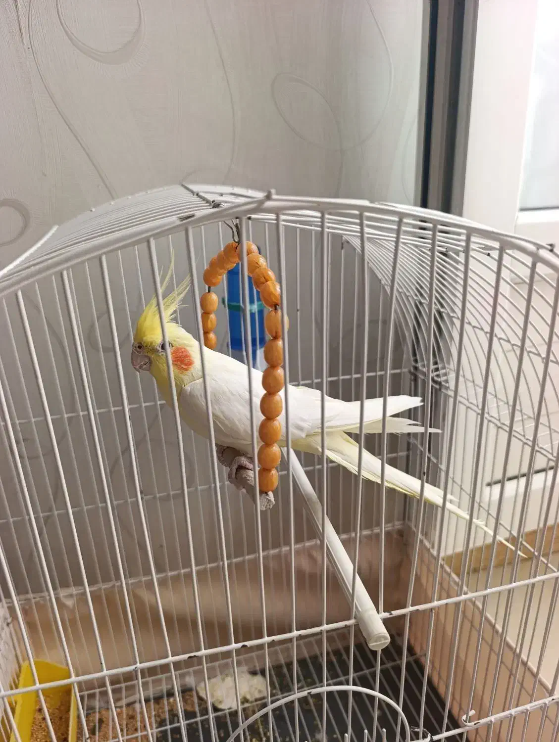 عروس طوطی|پرنده|مرند, |دیوار