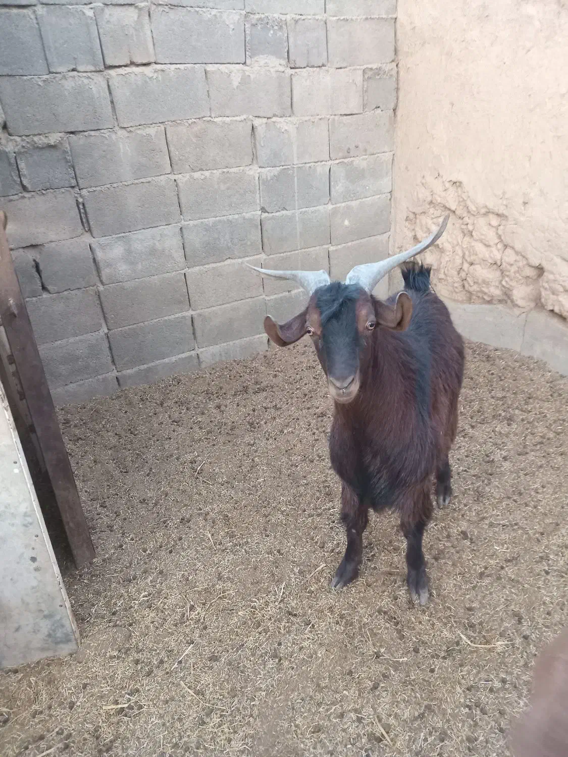 بز نر چپش|حیوانات مزرعه|شاهرود, |دیوار