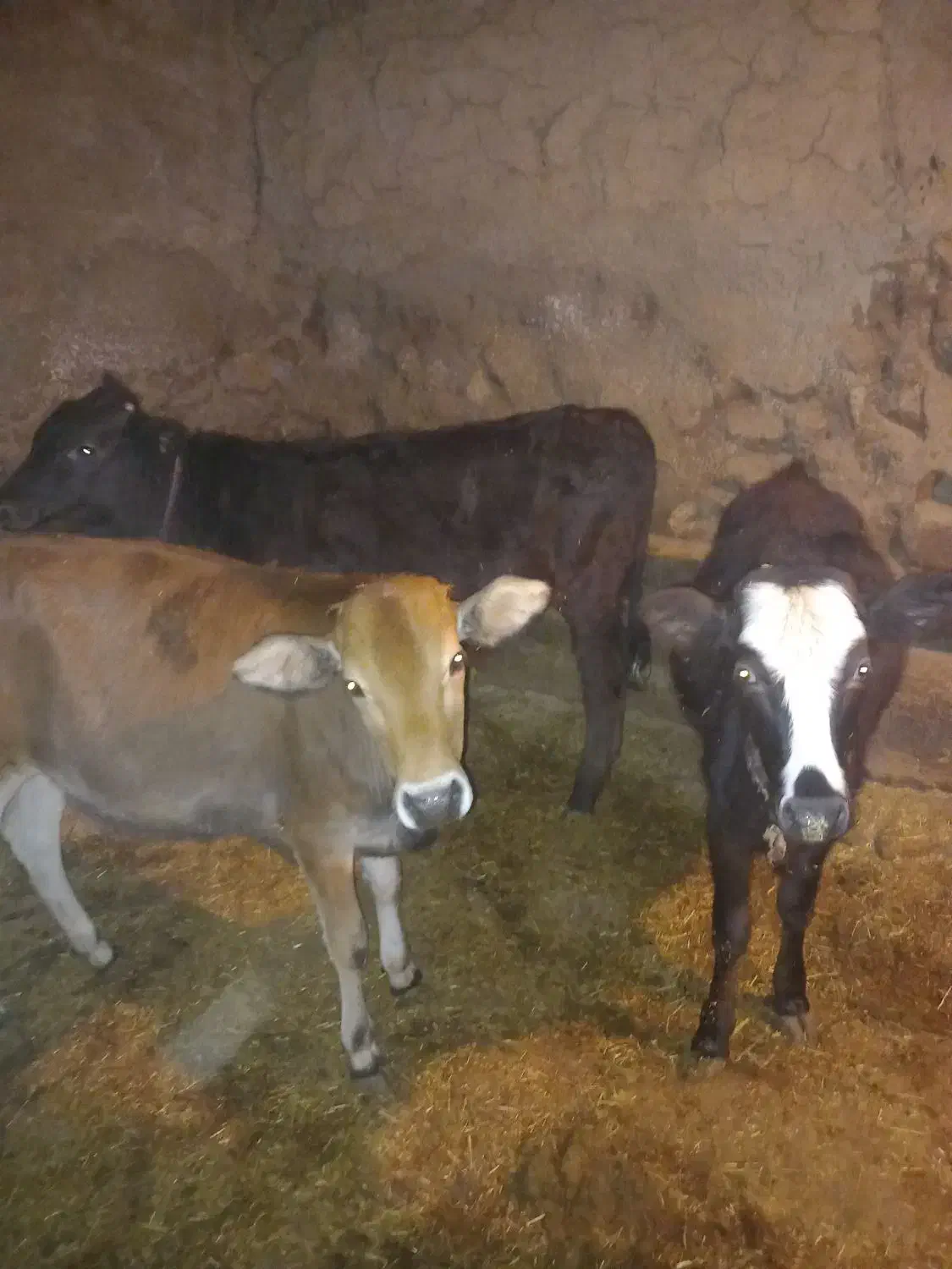 سه گوساله محلی یکی نر ودو ماده|حیوانات مزرعه|حسین آباد, |دیوار