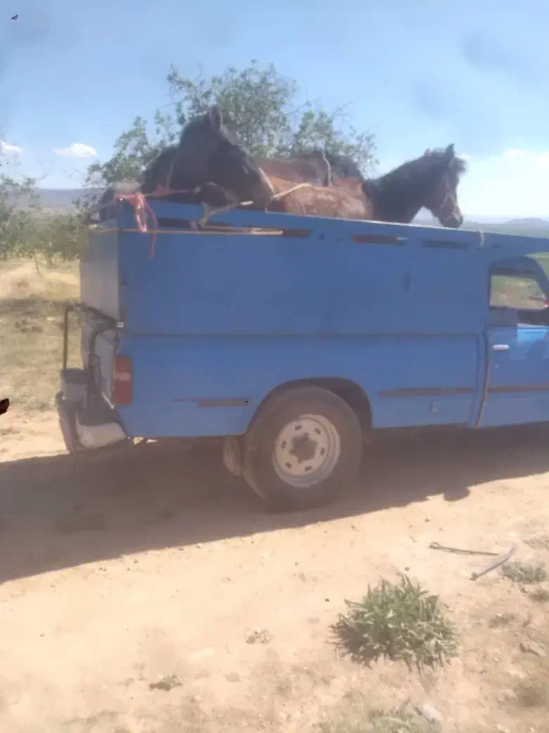 خرید فروش|اسب و تجهیزات اسبسواری|سپیدان, |دیوار