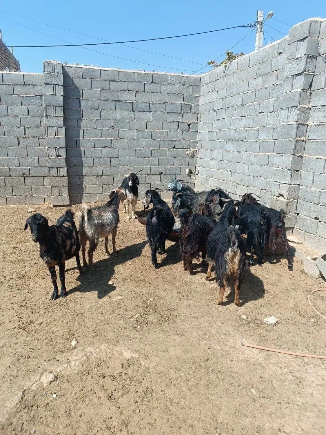 فروش بزدرجه یک 10|حیوانات مزرعه|ششده و قره بلاغ, |دیوار