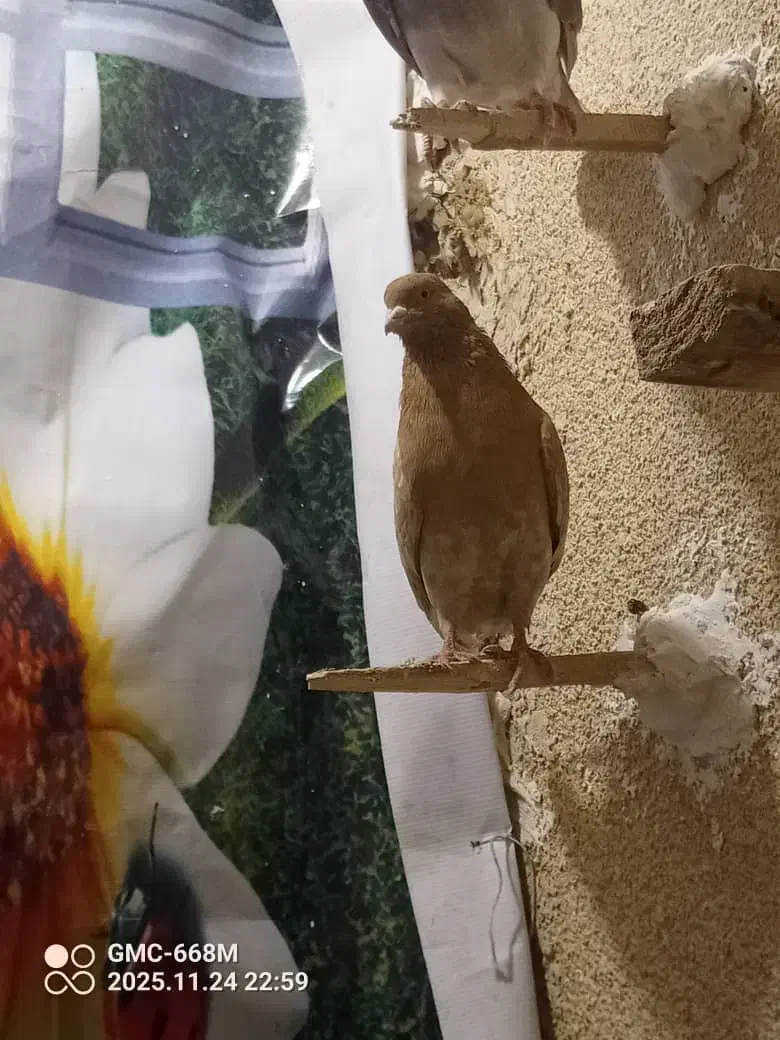 کفتر سبز نر و یک سوسکی زرد نر|پرنده|چناران, |دیوار