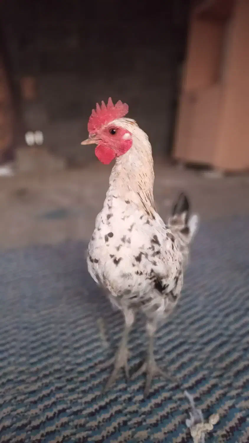 نیمچه خروس گلین لری اصیل کمیاب|حیوانات مزرعه|سنندج, |دیوار