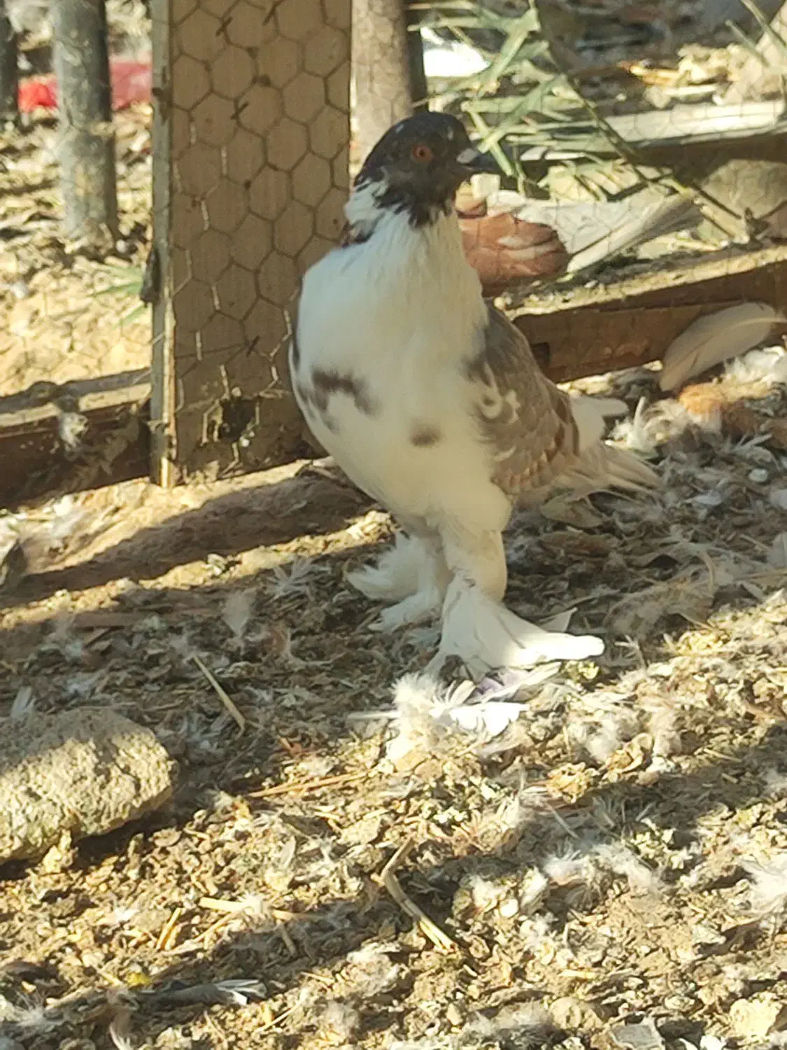کبوتر بادکنکی درشت پاپر نر معاوضه با مرغ تخمگذار|پرنده|احمدآبادمستوفی, |دیوار