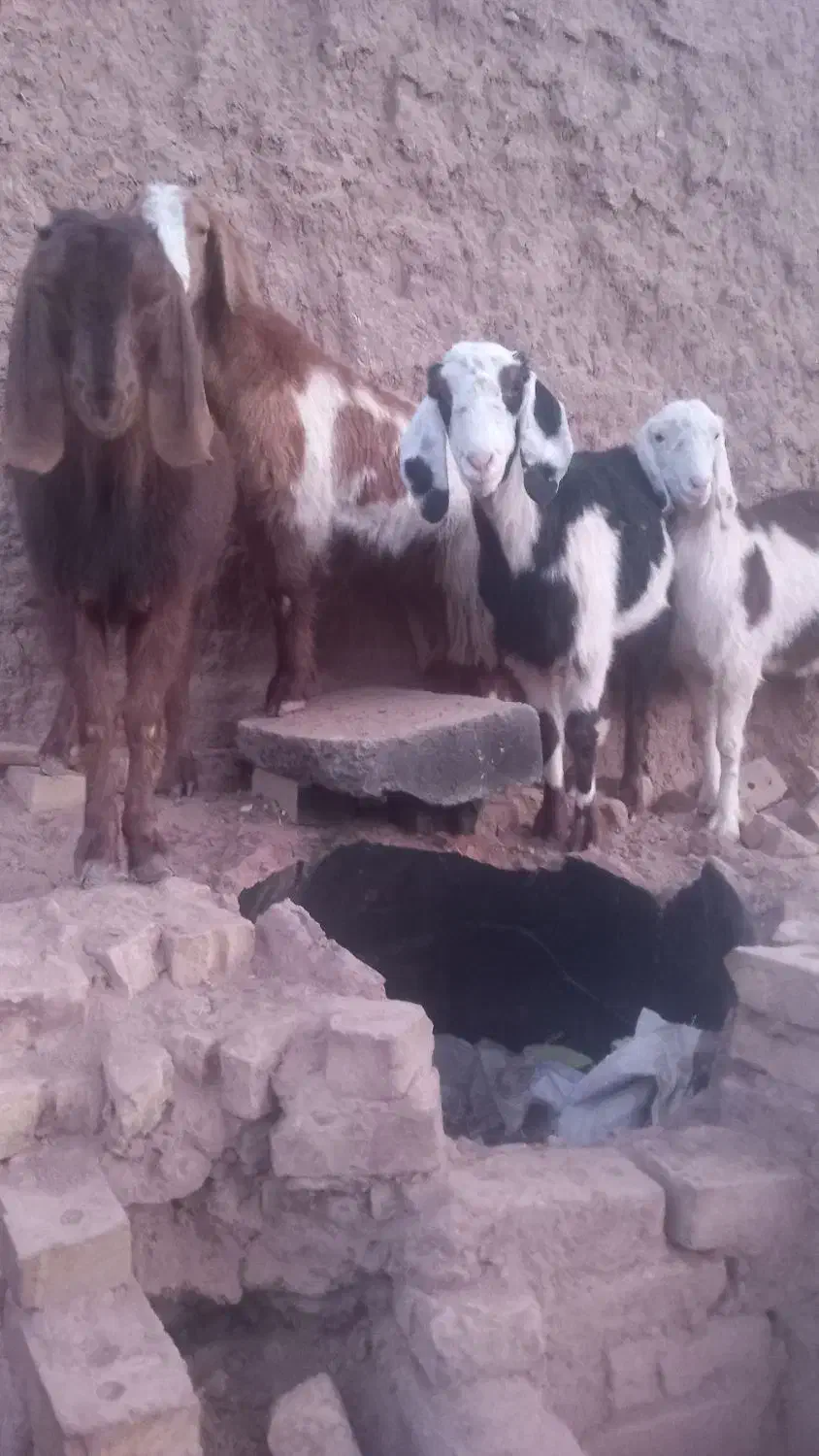 بزغاله ماده|حیوانات مزرعه|تربت جام, جامرود|دیوار