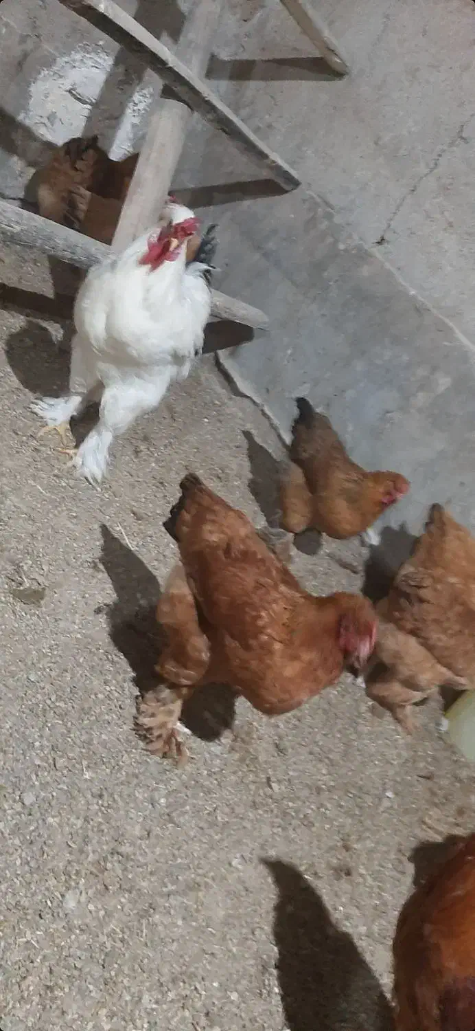 مرغ و خروس برهما و امپراتور|حیوانات مزرعه|آبسرد, |دیوار