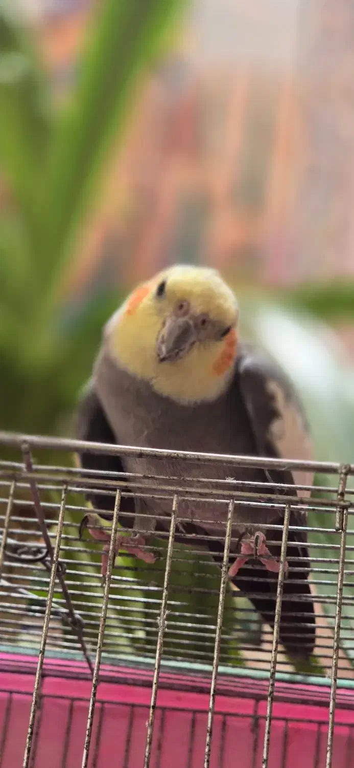 ۲عددعروس هلندی نر دستی وسخنگو ومرغ مینادستی وسخنگو|پرنده|یزد, |دیوار